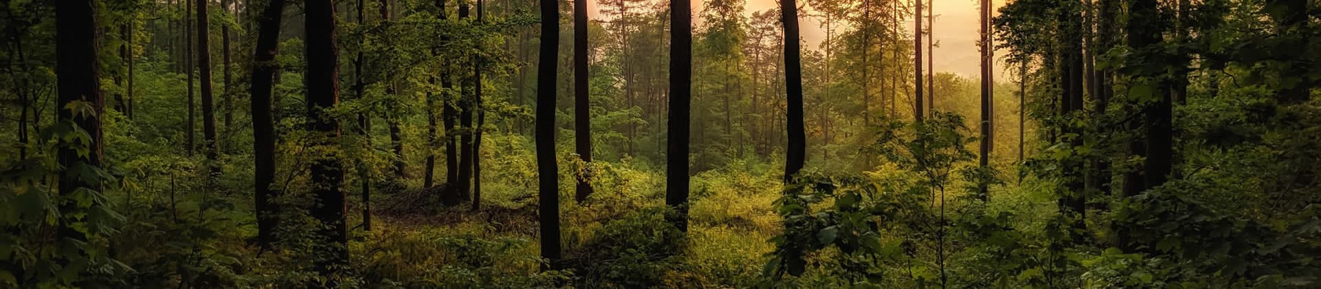 Δασικά θέματα