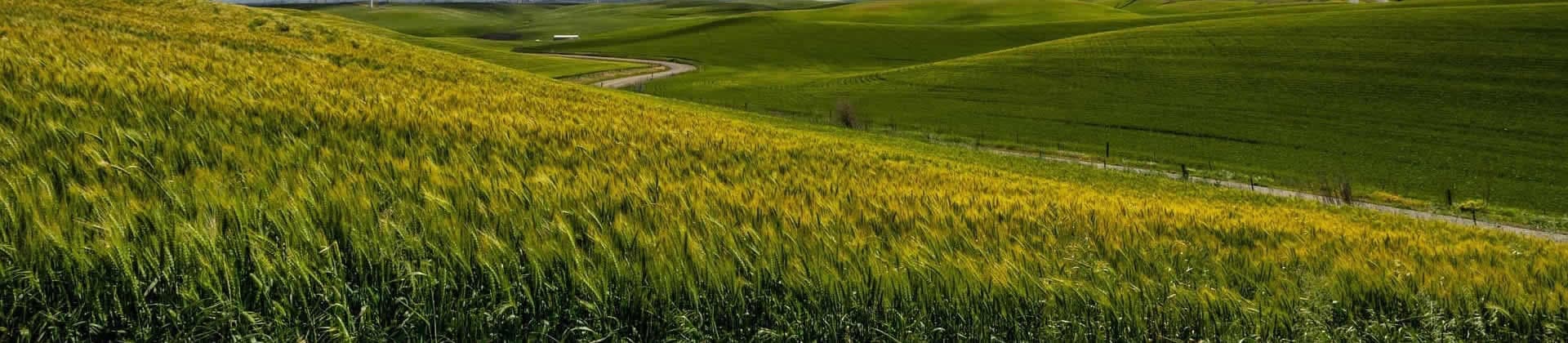 Φυτοτεχνικές μελέτες